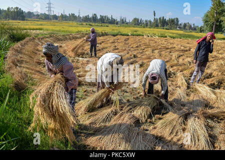 12 septembre 2018 - Budgam, Jammu-et-Cachemire, l'Inde - Agriculteurs vu récolter les plantes comme le riz paddy sont prêts pour le battage après récolte à Budgam..Le riz est l'aliment de base de peuple du Jammu-et-Cachemire en particulier des Cachemiris. La vallée constitue environ les deux tiers de la superficie totale plantée dans l'ensemble de l'état. (Crédit Image : © Idrees Abbas/SOPA des images à l'aide de Zuma sur le fil) Banque D'Images