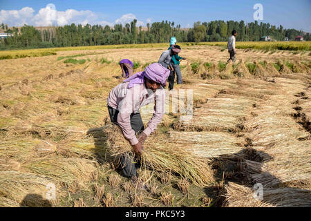 12 septembre 2018 - Budgam, Jammu-et-Cachemire, l'Inde - Les agriculteurs récoltent les plantes de riz vu comme ils l'avaient gardé pour le séchage après récolte à Budgam..Le riz est l'aliment de base de peuple du Jammu-et-Cachemire en particulier des Cachemiris. La vallée constitue environ les deux tiers de la superficie totale plantée dans l'ensemble de l'état. (Crédit Image : © Idrees Abbas/SOPA des images à l'aide de Zuma sur le fil) Banque D'Images