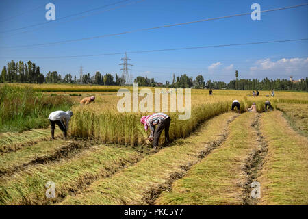 12 septembre 2018 - Budgam, Jammu-et-Cachemire, l'Inde - pratique traditionnelle du séchage du grain en répartissant les récoltes sur le terrain est vu tandis que les agriculteurs récoltent les plantes de riz à un champ dans Budgam..Le riz est l'aliment de base de peuple du Jammu-et-Cachemire en particulier des Cachemiris. La vallée constitue environ les deux tiers de la superficie totale plantée dans l'ensemble de l'état. (Crédit Image : © Idrees Abbas/SOPA des images à l'aide de Zuma sur le fil) Banque D'Images