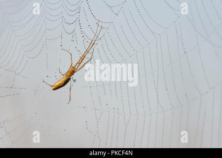 Tronçon commun-spider (Tetragnatha extensa), sur spider web, de l'Ems, Basse-Saxe, Allemagne Banque D'Images