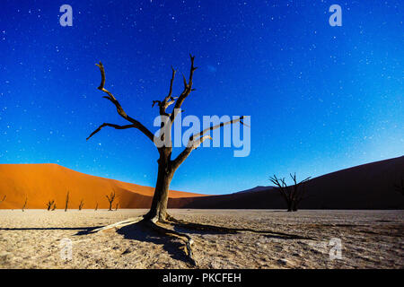 Arbre mort au clair de lune, Deadvlei, Sossusvlei, Namibie Banque D'Images