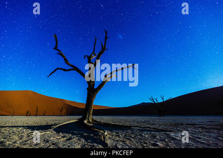 Arbre mort au clair de lune, Deadvlei, Sossusvlei, Namibie Banque D'Images