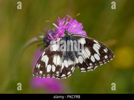 Blanc marbré (Melanargia galathea), Königsbrunner Heide, Augsbourg, Bavière, Allemagne Banque D'Images
