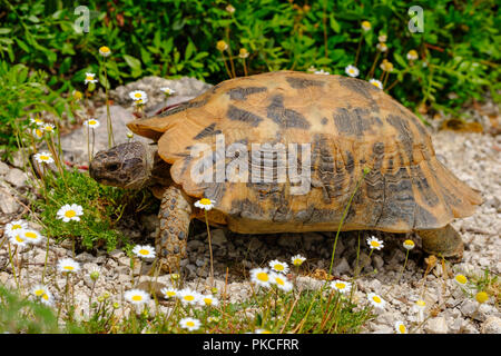 La tortue d'Hermann (Testudo hermanni), Himara, Qark Vlora Albanie Banque D'Images