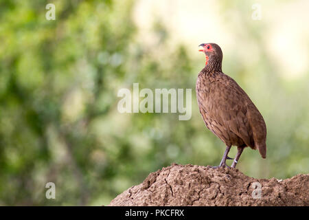 Swainsonfrankolin (Pternistis swainsonii), adulte, appelant, se dresse sur termitière, Parc National de Pilanesberg Banque D'Images