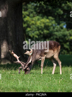 Le daim (Dama dama) versant le velours de ses bois, England, UK Banque D'Images