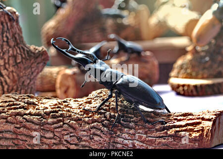 ,La belle asiatique fait main ,de dotation de personnel giraffa mandibule beetle , homme , perché sur les branches. Focus sélectif. Banque D'Images