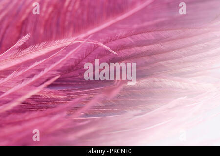 Close up de plumes d'autruche pour le fond Banque D'Images