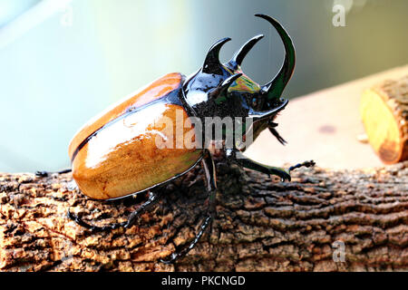 ,La belle asiatique fait main ,de dotation de personnel cinq cornes beetle ,homme ,avec aile jaune brillant cas perché sur les branches. Banque D'Images