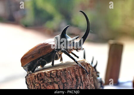 ,La belle asiatique fait main ,de dotation de personnel cinq cornes beetle , homme , perché sur moignon. Focus sélectif. Banque D'Images