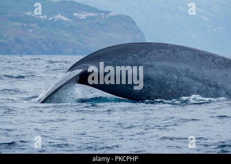 Rorqual bleu près du rivage Banque D'Images