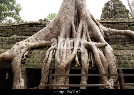 Racines de l'arbre géant couvrant Ta Prom temple à Siem Reap, Cambodge. Banque D'Images