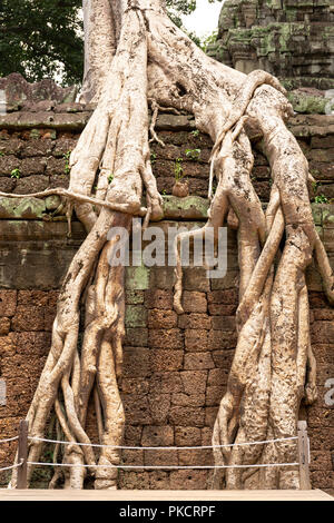 Racines de l'arbre géant couvrant Ta Prom temple à Siem Reap, Cambodge. Banque D'Images