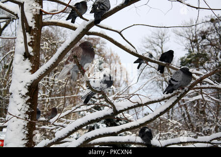 Snowy tree branch avec groupe de pigeons en hiver Banque D'Images