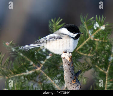 Oiseau mésange sur une branche et profiter de son environnement. Banque D'Images