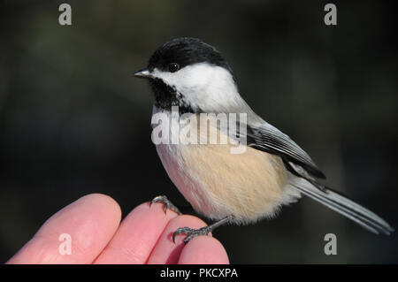 Oiseau mésange avec un arrière-plan flou dans ses environs sur un doigts humains affichant son capuchon noir et plumes, pieds, bec, queue. Banque D'Images