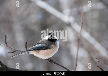 Oiseau mésange sur une branche avec un arrière-plan flou et profiter de son environnement et de l'environnement. Banque D'Images