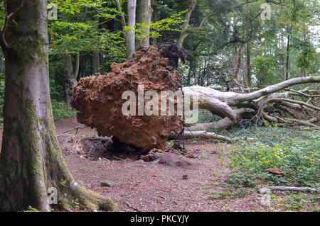 Storm victime -arbre tombé avec touffe de racines exposées. Bois Calvados Wiltshire. 2018 Banque D'Images