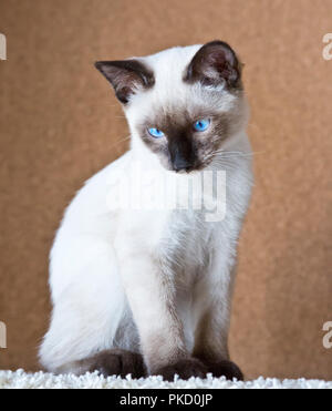 Jeune chat, chaton, Siam oriental group, Mekong bobtail Banque D'Images