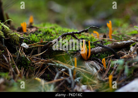 Champignons jaune entre les branches et de mousse verte. Banque D'Images