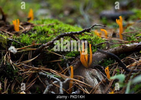 Champignons jaune entre les branches et de mousse verte. Banque D'Images