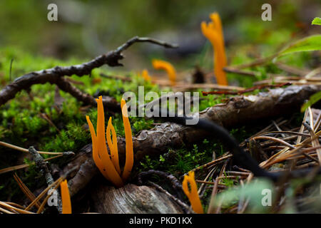 Close-up de champignons jaune entre les directions et vert mousse. Banque D'Images