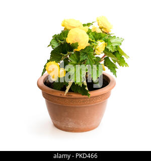 Bégonia jaune plante en pot isolated on white Banque D'Images