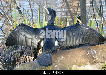 Il sèche ses ailes au soleil,ailes écartées absorbant la chaleur du soleil retour à l'étang à côté de l'appareil photo Banque D'Images