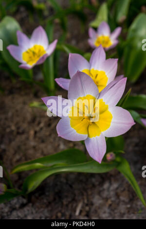 Pays-bas,Lisse,Europe, close-up de crocus fleurir EN PLEIN AIR Banque D'Images