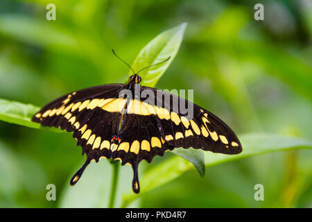 Close-up of a King un magnifique papillon machaon tropical chaud soft-focus fond couleur 10 septembre 2018 Banque D'Images