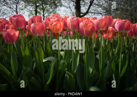 Pays-bas,Lisse,Europe, un vase rempli de fleurs roses Banque D'Images