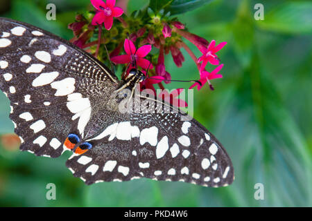 Close-up of a King un magnifique papillon machaon tropical chaud soft-focus fond couleur 10 septembre 2018 Banque D'Images