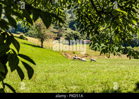 Voir des vaches paissant dans une vallée des Pyrénées Atlantiques. Aquitaine France Banque D'Images