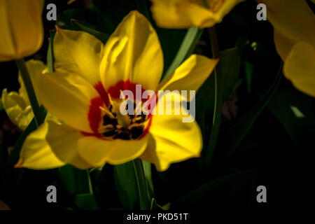 Pays-bas,Lisse,Europe, un vase rempli de fleurs assis sur une fleur jaune Banque D'Images