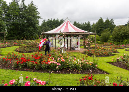 Douches d'été et des parasols ! Prises au cours de la semaine Rose à Sir Thomas et Lady Dixon Park, au sud de Belfast, N.Ireland. Banque D'Images
