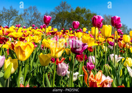 Pays-bas,Lisse,Europe, un vase rempli de fleurs violettes Banque D'Images