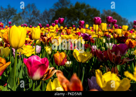 Pays-bas,Lisse,Europe, un vase rempli de fleurs violettes Banque D'Images