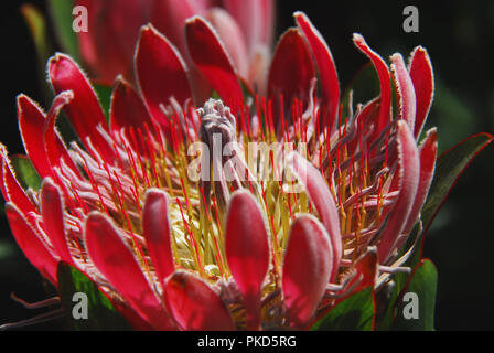 L'ouvrir avec une floraison de lumière sur une belle reine Protea Fynbos dans le Jardin Botanique Harold Porter en Afrique du Sud, près du Cap. Banque D'Images