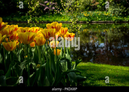 Pays-bas,Lisse,Europe, un vase rempli de fleurs assise sur une table Banque D'Images