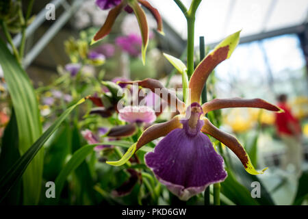 Pays-bas,Lisse,Europe, une fleur pourpre sur une plante Banque D'Images