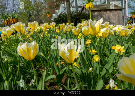 Pays-bas,Lisse,Europe, un vase rempli d'eau et d'une fleur jaune Banque D'Images