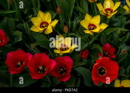 Pays-bas,Lisse,Europe, un vase rempli de fleurs rouge et jaune Banque D'Images