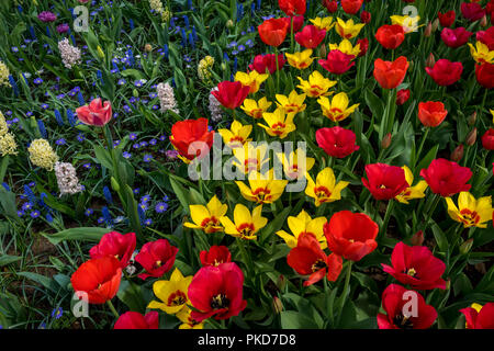 Pays-bas,Lisse,Europe, un vase rempli de fleurs assis sur une fleur rouge Banque D'Images