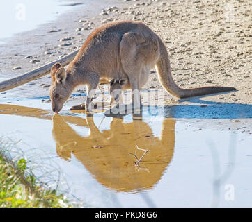 Kangourou gris de l'est femme de potable & reflète dans eau côtier avec Joey incliné vers l'extérieur de la valise diplomatique - à l'état sauvage en Australie tNSW Banque D'Images