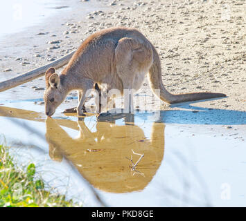 Kangourou gris de l'est femme de potable & reflète dans eau côtier avec Joey incliné vers l'extérieur de la valise diplomatique à boire trop - à l'état sauvage en Australie tNSW Banque D'Images