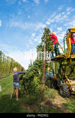 Les travailleurs agricoles, la récolte la récolte du houblon, hop hop, Limbourg, Pays-Bas. Banque D'Images