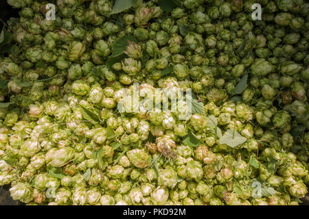 Les fleurs de houblon, hop recueillies pour la fabrication de la bière, Limbourg, Pays-Bas. Banque D'Images