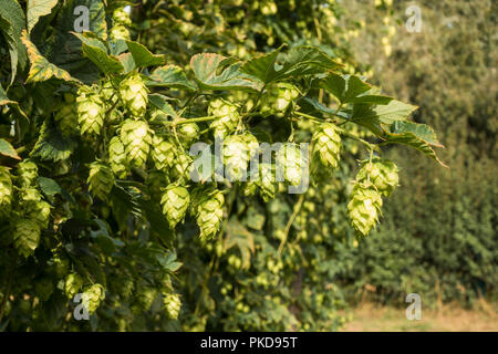 Les cônes de houblon, houblon en cônes, en usines, Humulus lupus, la fabrication de la bière. Banque D'Images