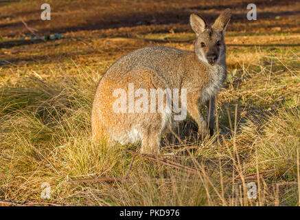 Australian red-necked wallaby, Macropus rufogriseus, parmi les graminées d'or, alerte et regarder à l'appareil photo dans le Parc National de Barrington Tops EN IN Banque D'Images