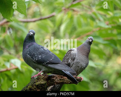 Deux pigeons s'assit sur une branche à la recherche à l'appareil photo Banque D'Images